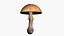 Amanita Muscaria