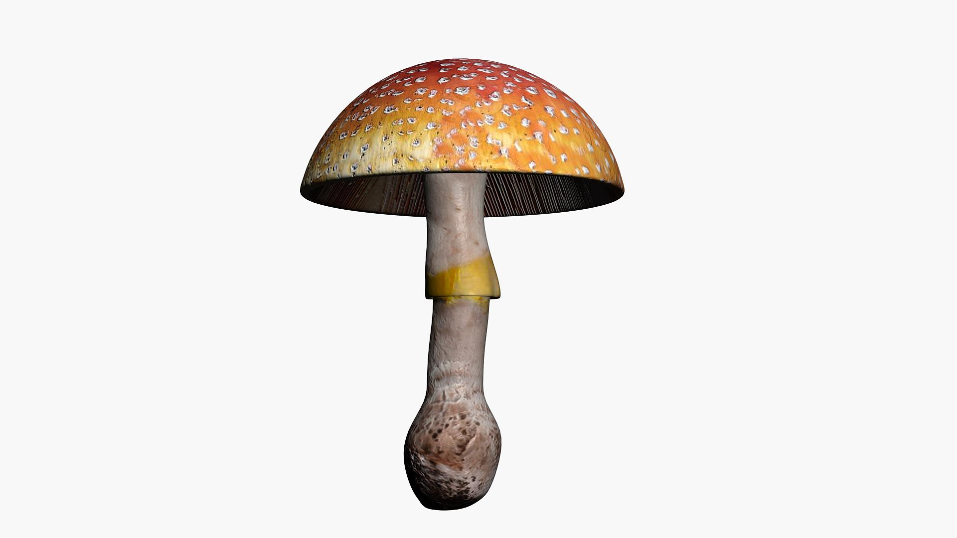 Amanita Muscaria 3D model https://p.turbosquid.com/ts-thumb/EI/pOPaQ9/u5/000000/jpg/1688367460/1920x1080/turn_fit_q99/fecf07b2ce448d3af8266d8c2f17e5415a33e1f8/000000-1.jpg
