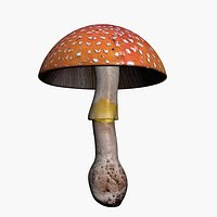 Amanita Muscaria