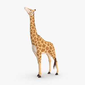 Giraffe eating