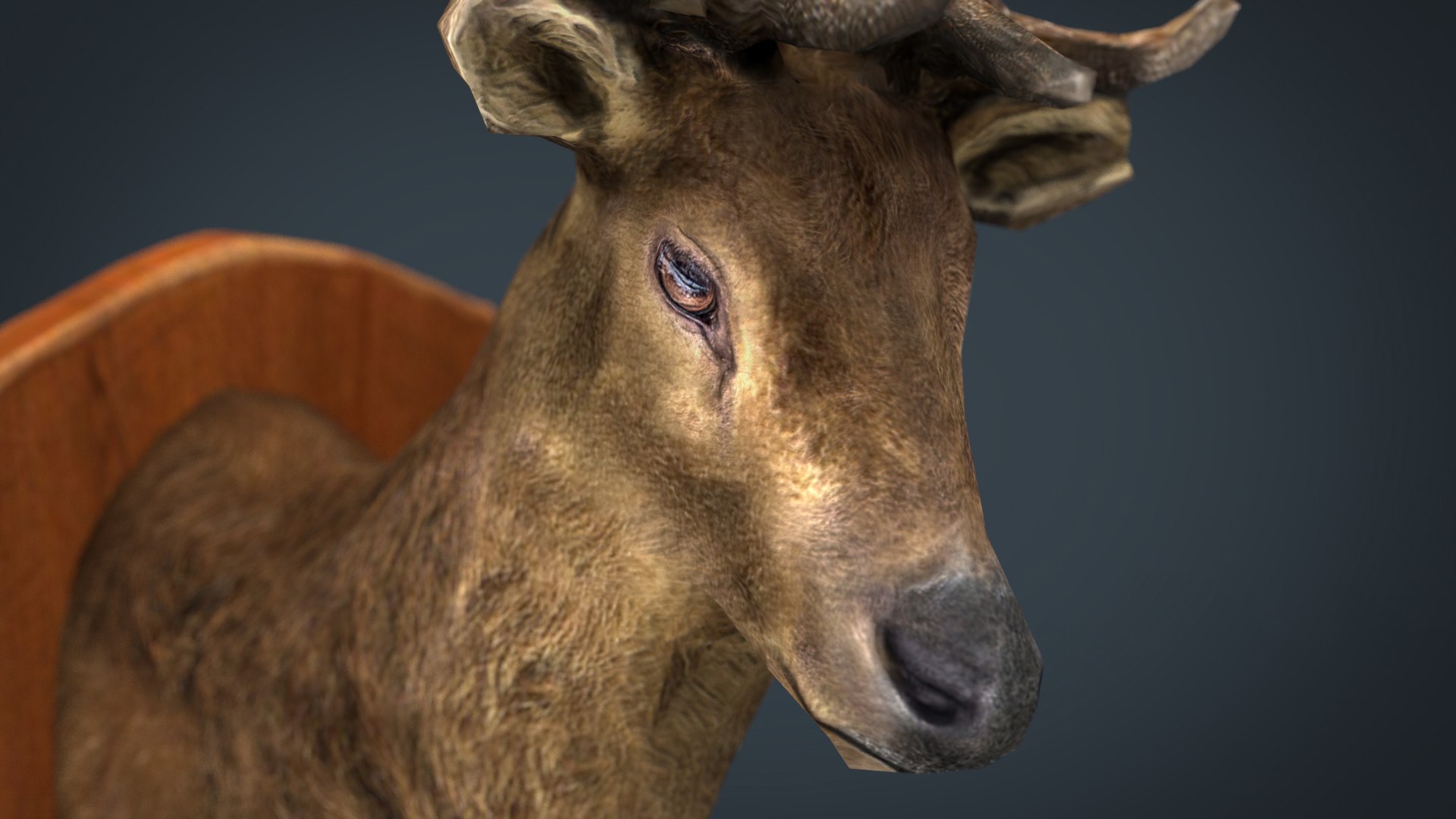 deer trophy model https://p.turbosquid.com/ts-thumb/EJ/3BxV6x/e3wvYox3/deertrophy.1141/jpg/1561060757/1920x1080/fit_q87/270a10784263a6f3c6b0a6750899e3c6941c2c5a/deertrophy.1141.jpg