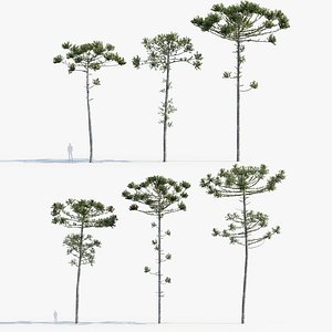 Brazilian pine   Parana pine 3D model