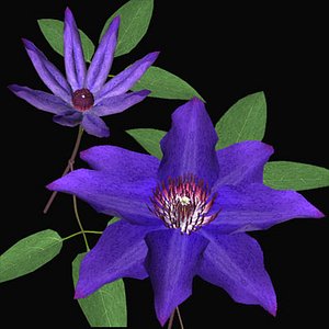 clematis 3d model