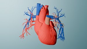 3D Realistic Human Heart 3D Printable model