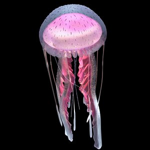 3D model purple-striped jellyfish pelagia noctiluca