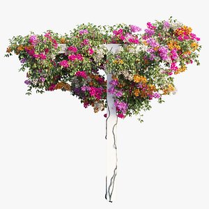 3D Bougainvillea plant set 17