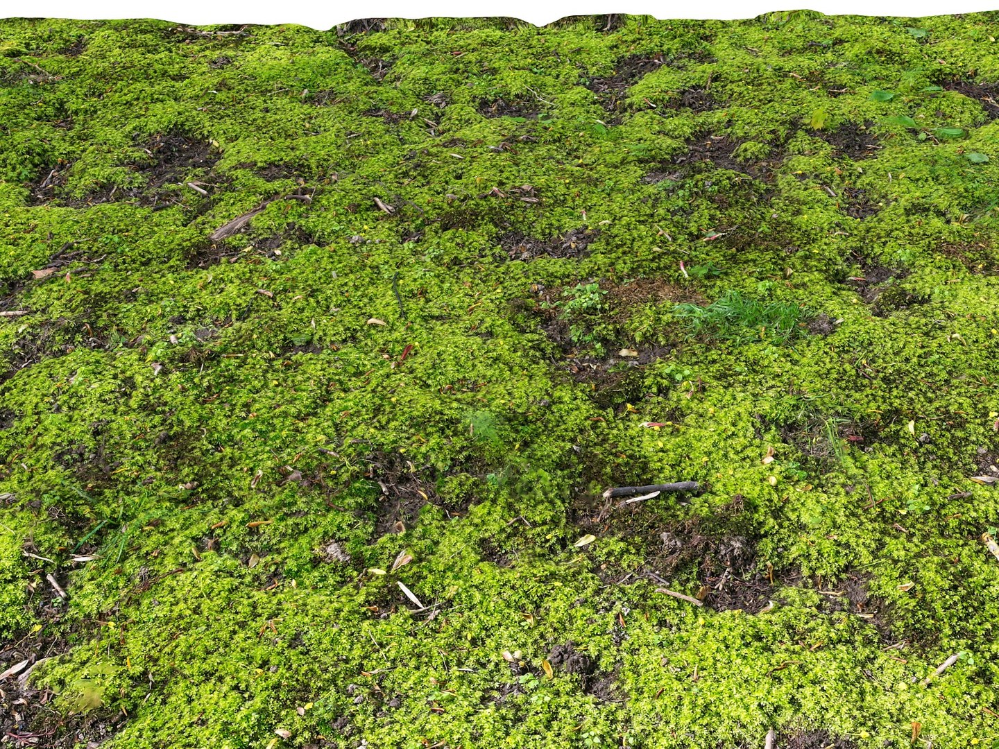 Forest Ground 16k Hd 3d Model
