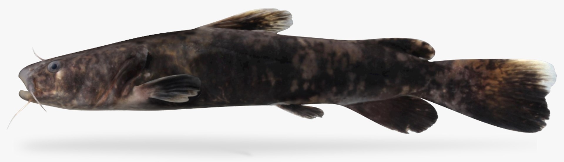 Pylodictis Olivaris Flathead Catfish Model | 1143983 | TurboSquid