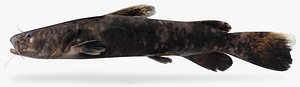 pylodictis olivaris flathead catfish model
