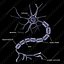 Nerve Cell