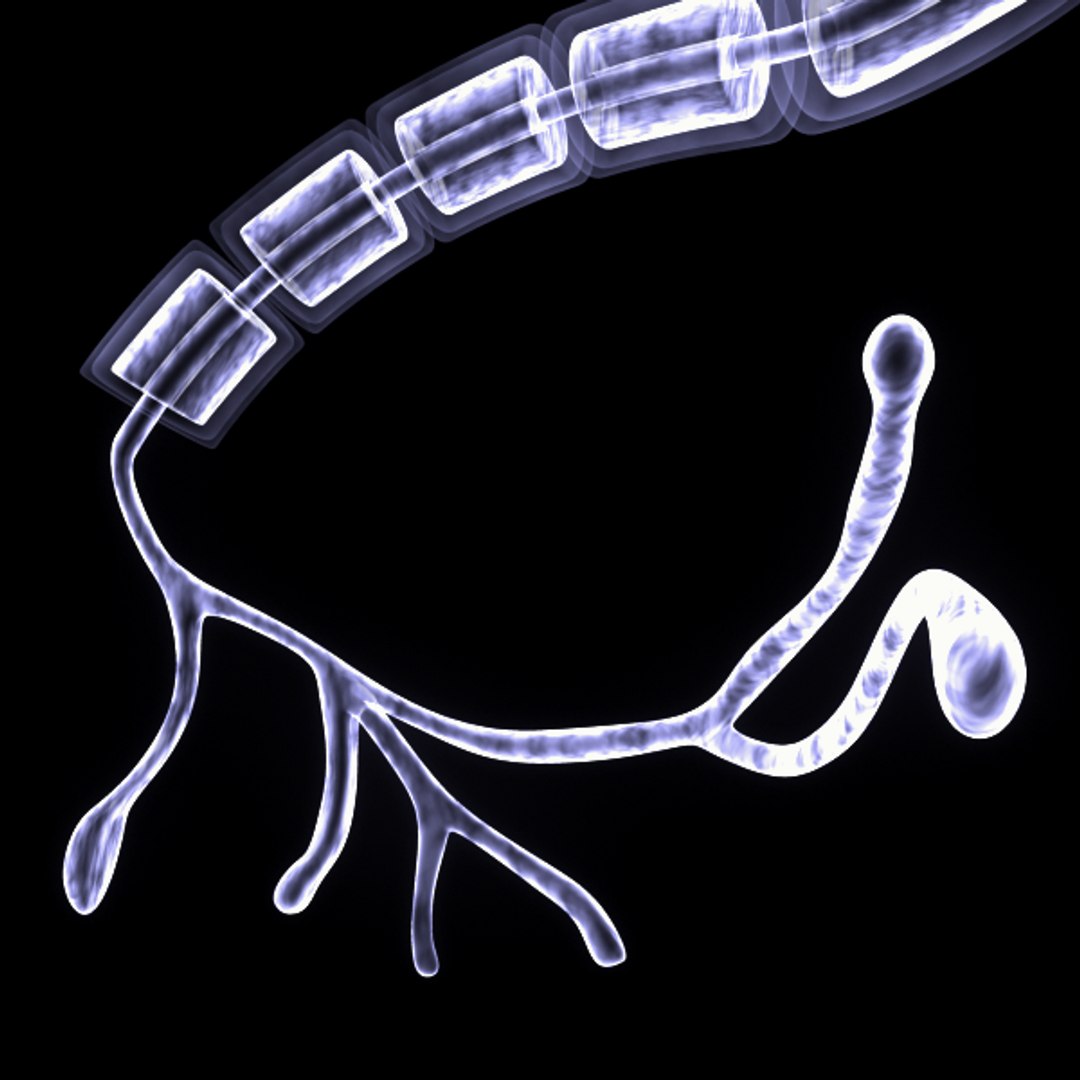 3d nerves neurons https://p.turbosquid.com/ts-thumb/EK/1c24k2/Bi3ZotBF/nervecell.004/png/1306346319/1920x1080/fit_q87/3b6d11d5ad07f7ffa08f8ab0e1b3aa796399cbc6/nervecell.004.jpg