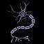 Nerve Cell