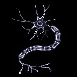 Nerve Cell