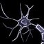 Nerve Cell