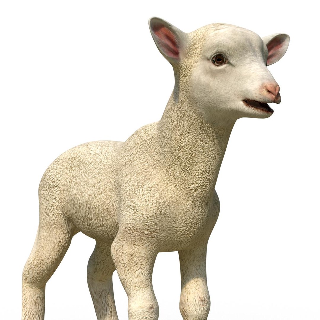 lamb 3d max https://p.turbosquid.com/ts-thumb/EK/8sHYLd/26ES3nwD/lamb3ds3dmodel18/jpg/1469181229/1920x1080/fit_q87/21d794ed6065aca0e52b86516439454af203eee8/lamb3ds3dmodel18.jpg