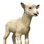 Lamb Modèle 3D