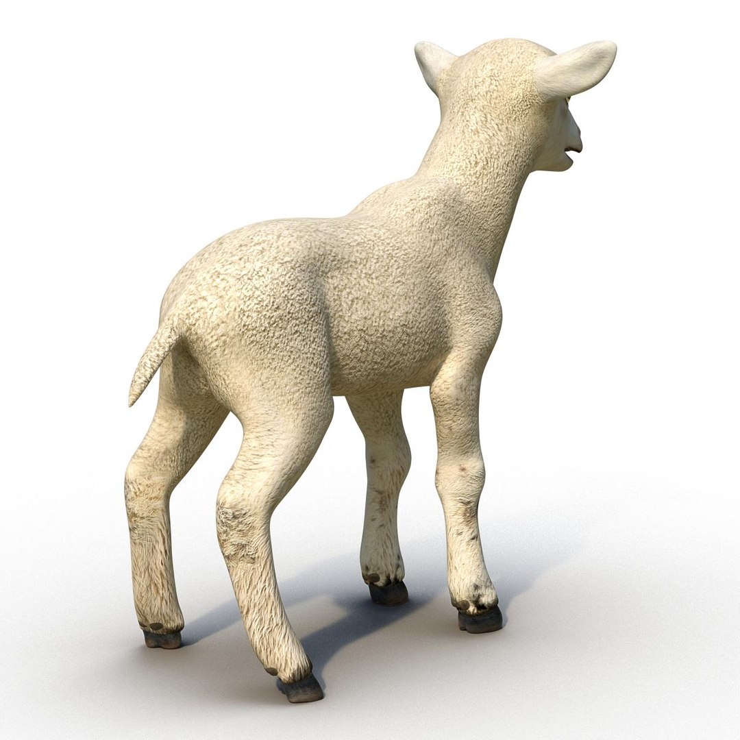 lamb 3d max https://p.turbosquid.com/ts-thumb/EK/8sHYLd/56gUOMaa/lamb3ds3dmodel05/jpg/1469181228/1920x1080/fit_q87/7f630f9e621e4f7bb1ad92b6105d4be2a8f21e8a/lamb3ds3dmodel05.jpg