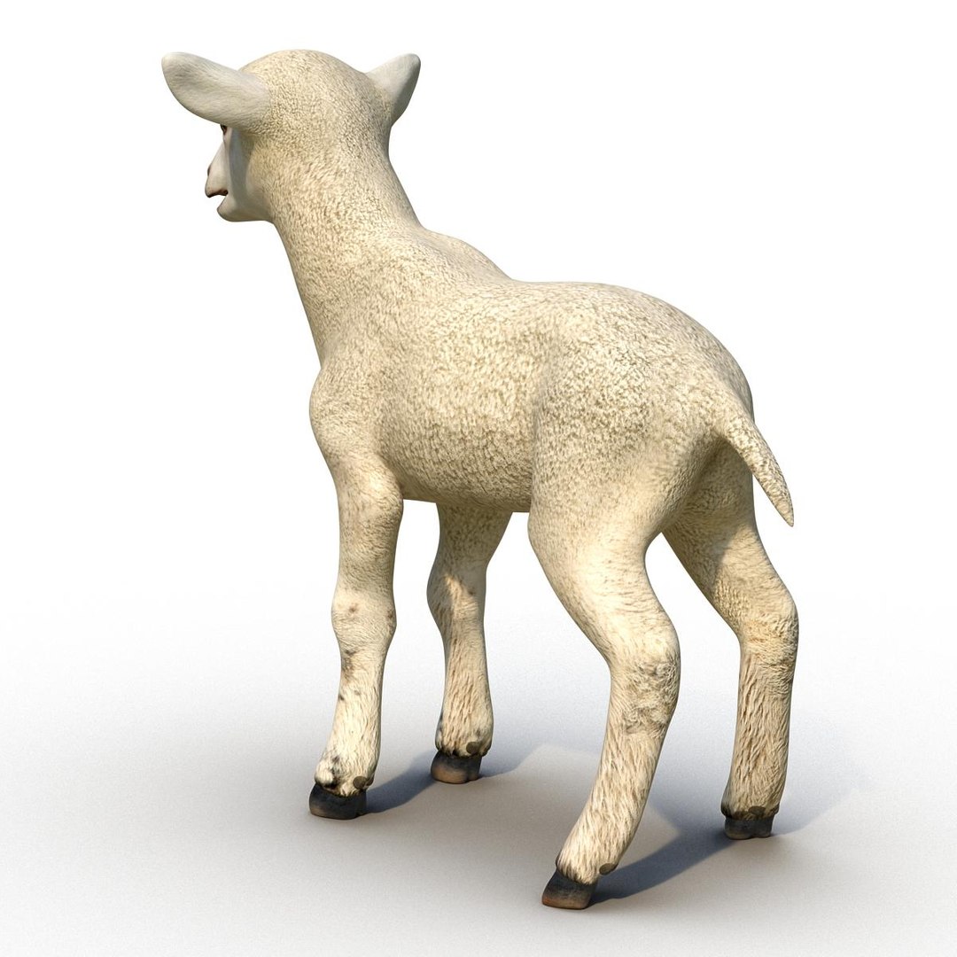 lamb 3d max https://p.turbosquid.com/ts-thumb/EK/8sHYLd/8ay92gz9/lamb3ds3dmodel04/jpg/1469181228/1920x1080/fit_q87/16477eef6e212bf7ef4f26e500a1d45836a9dbde/lamb3ds3dmodel04.jpg