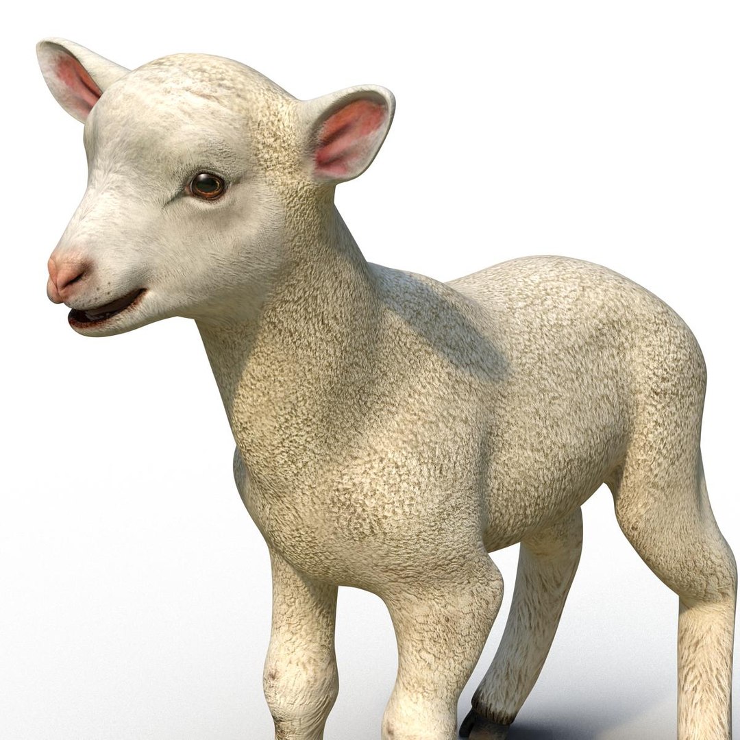 lamb 3d max https://p.turbosquid.com/ts-thumb/EK/8sHYLd/BCoGX9zV/lamb3ds3dmodel19/jpg/1469181229/1920x1080/fit_q87/ae025029a4aa406c628823538f93c4c01bf334ef/lamb3ds3dmodel19.jpg