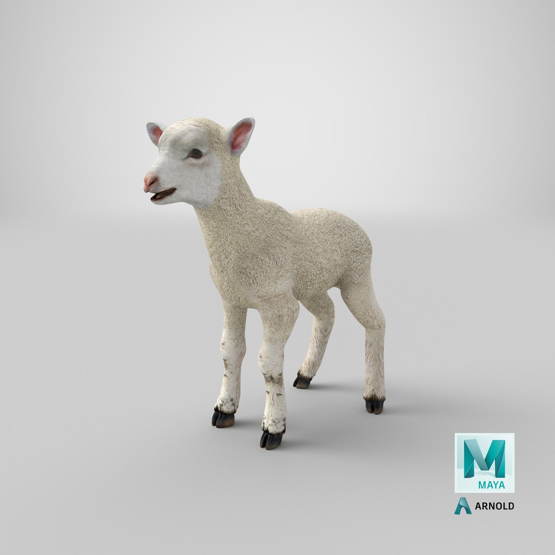 lamb 3d max https://p.turbosquid.com/ts-thumb/EK/8sHYLd/BN/stemcell_maya_arnold_render/png/1657177701/1920x1080/fit_q87/1d1aceddae723fc012fe155039ad2d7beacd391f/stemcell_maya_arnold_render.jpg