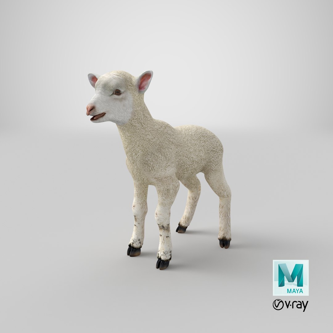 lamb 3d max https://p.turbosquid.com/ts-thumb/EK/8sHYLd/Eq/stemcell_maya_vray_render/png/1657177705/1920x1080/fit_q87/9e3f04595a483fa0ab80a2e66a577bed81afbbcf/stemcell_maya_vray_render.jpg