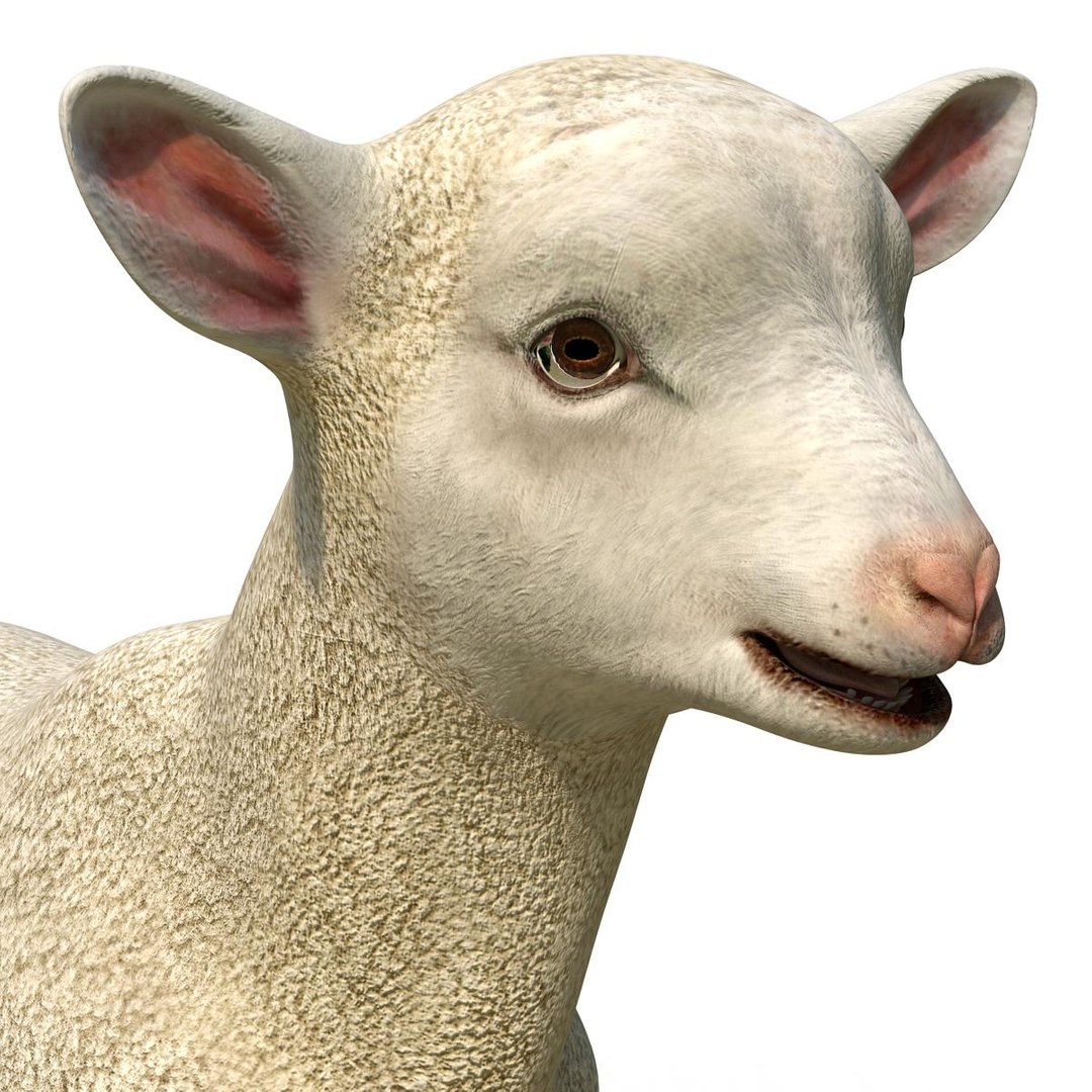 lamb 3d max https://p.turbosquid.com/ts-thumb/EK/8sHYLd/VHW8ctyT/lamb3ds3dmodel28/jpg/1469181229/1920x1080/fit_q87/0cb0d4a1a3fde17a948273c619e33f0cf8325757/lamb3ds3dmodel28.jpg