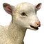 Lamb Modèle 3D