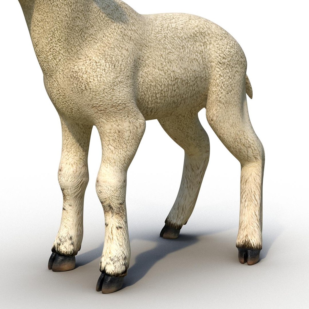 lamb 3d max https://p.turbosquid.com/ts-thumb/EK/8sHYLd/WZHJZ8hp/lamb3ds3dmodel22/jpg/1469181229/1920x1080/fit_q87/25169d7c94d0d95ea3d8aac9910b4e64ea447d55/lamb3ds3dmodel22.jpg