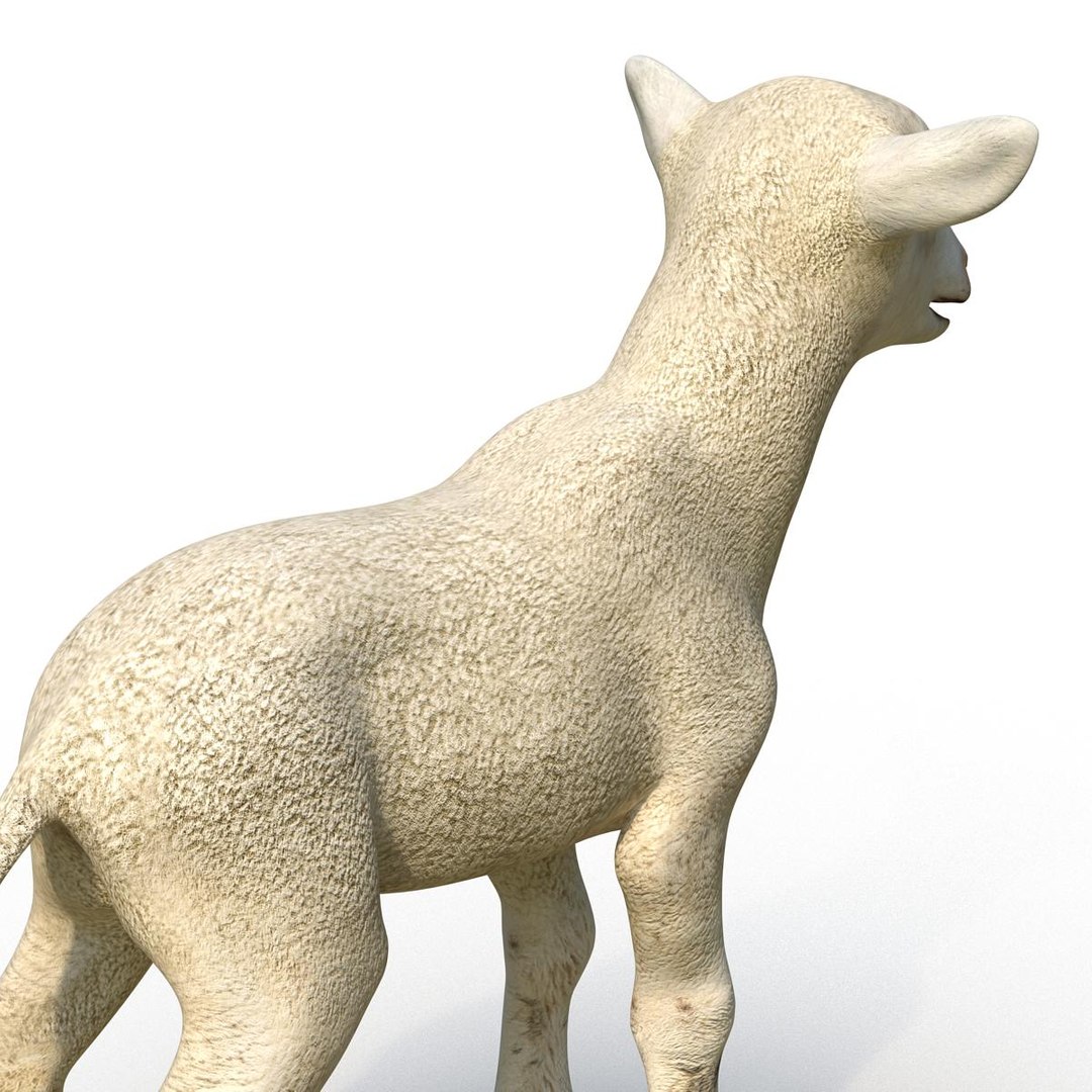 lamb 3d max https://p.turbosquid.com/ts-thumb/EK/8sHYLd/Zq4jrfas/lamb3ds3dmodel20/jpg/1469181229/1920x1080/fit_q87/96054861078062bbe5a36456d19dbea9ceb58550/lamb3ds3dmodel20.jpg