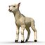 Lamb Modèle 3D