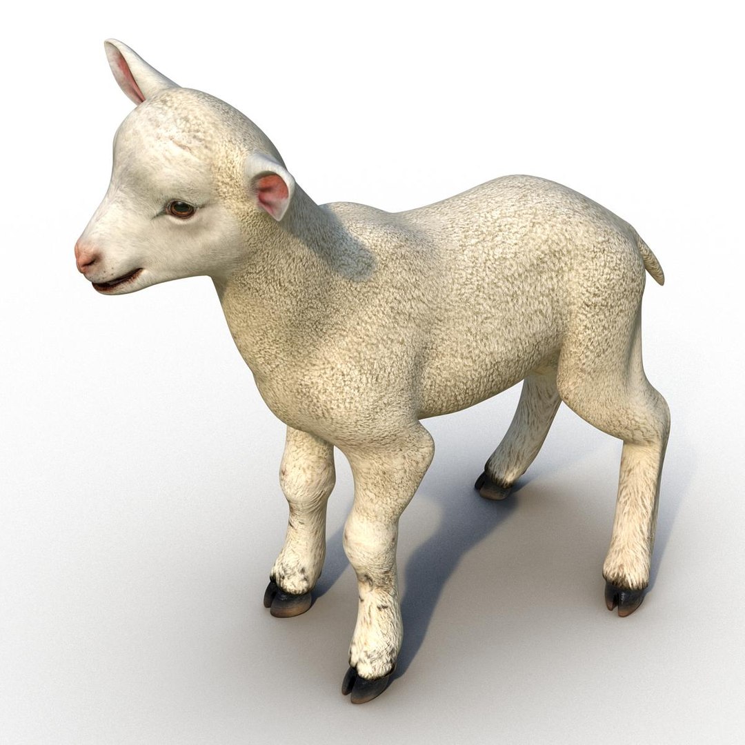 lamb 3d max https://p.turbosquid.com/ts-thumb/EK/8sHYLd/g8LVsVLs/lamb3ds3dmodel12/jpg/1469181228/1920x1080/fit_q87/8efc1d387bf197c02a35f9d07dcaffecb7976774/lamb3ds3dmodel12.jpg