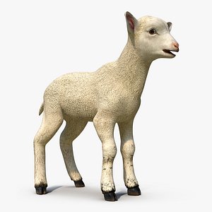 lamb 3d max