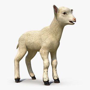 Lamb 3D Model
