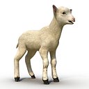 Lamb 3D Model