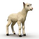 Lamb 3D Model