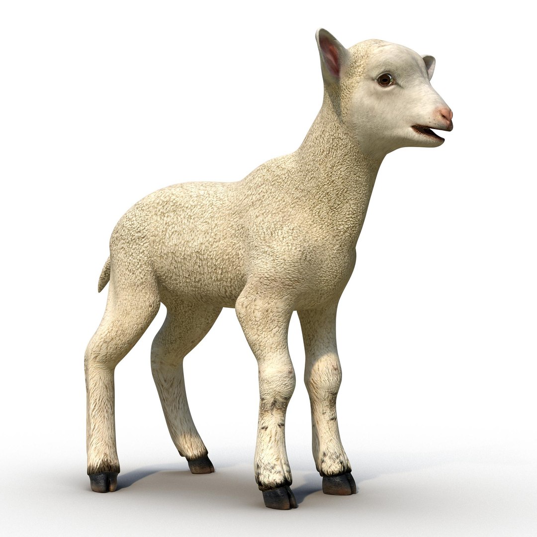3D Farm Animals Big Collection 5 https://p.turbosquid.com/ts-thumb/EK/8sHYLd/rjRzfZIS/lamb3ds3dmodel01/jpg/1790044399/1920x1080/fit_q87/1845642599b009d654ecc8f030e378b460927683/lamb3ds3dmodel01.jpg