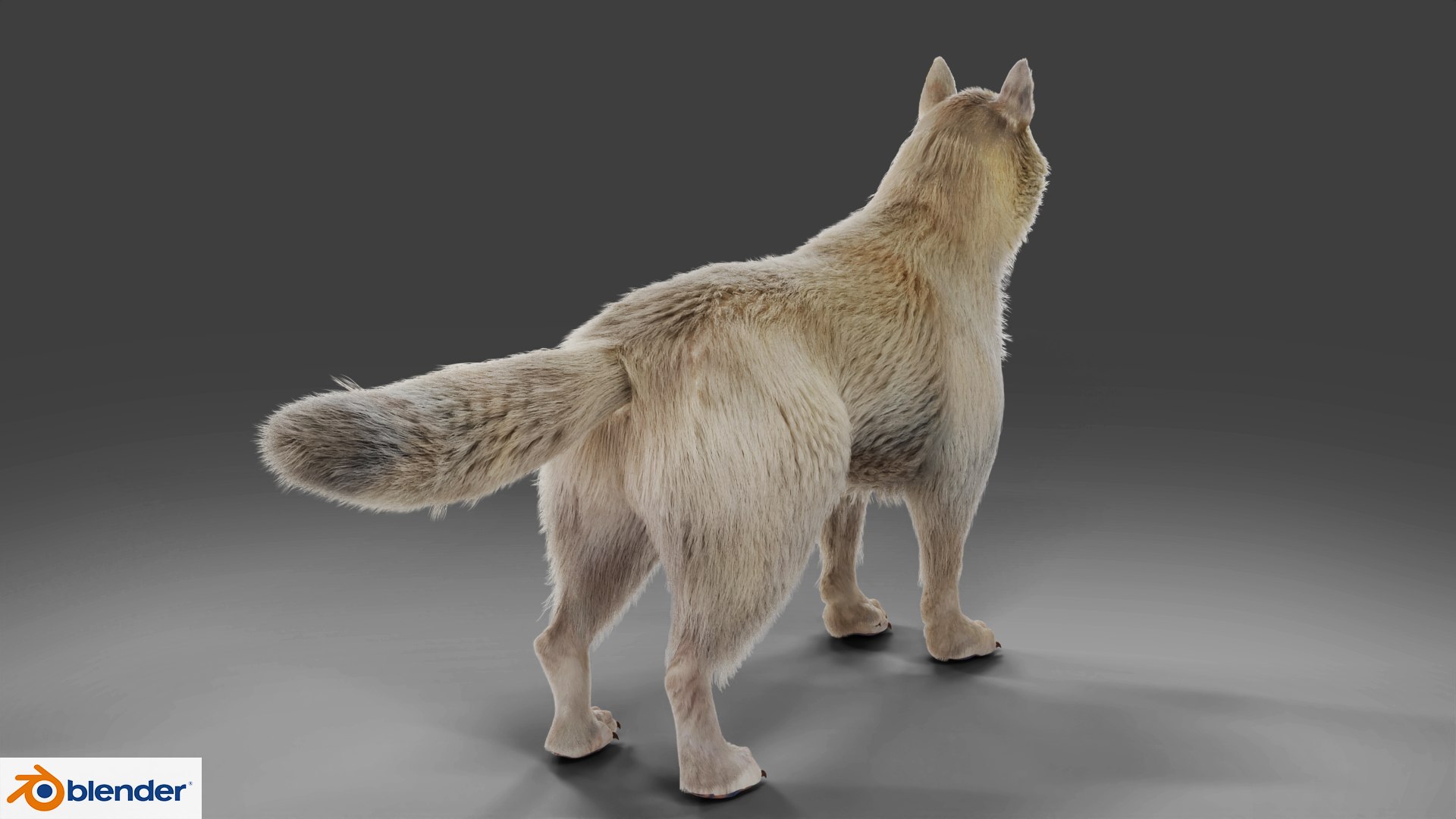 3D Fur Wolf Rigged and Animation in Blender model - TurboSquid 1988364