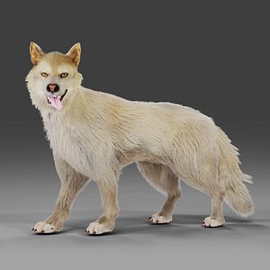 3D Fur Wolf Rigged and Animation in Blender model