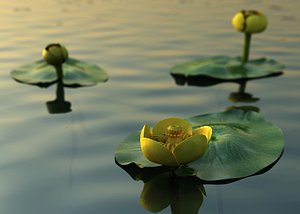 water lily nuphar lutea 3D model