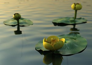 Nuphar lutea in the pond
