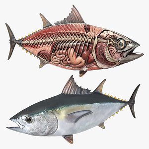 Tuna Fish Internal Organs Display For Blender