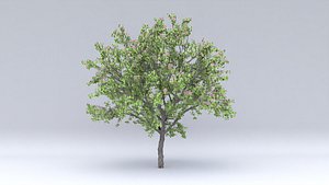 3D apricot flowers hight model