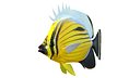 Black Tail Butterflyfish