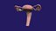 Uterus