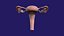 Uterus