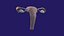 Uterus