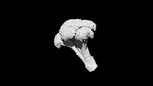 3D broccoli  cut 3D CT scan model 2 decimate 50percent