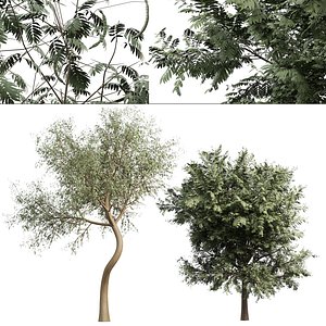 Khejri trees ghaf trees