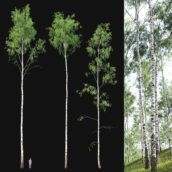 Birch forest part 02 3D