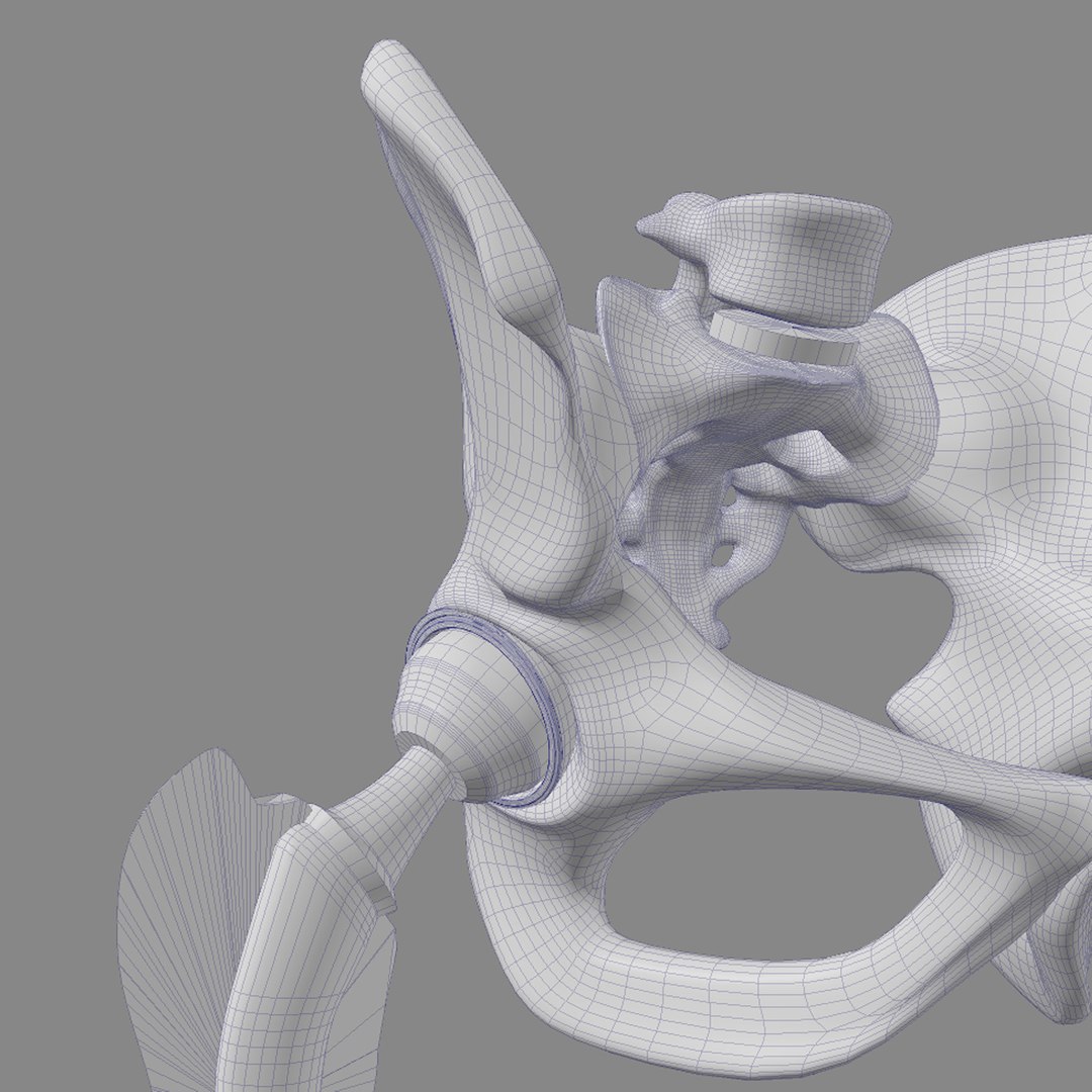 replacement hip 3D https://p.turbosquid.com/ts-thumb/EL/VAB07C/PjTNKIjD/wire2/jpg/1583700466/1920x1080/fit_q87/70aafad0fd8d4fbf636011a5f347bc5a08830fbd/wire2.jpg